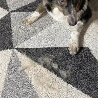 The Magic Brush - Buy 1 Get 1 Free